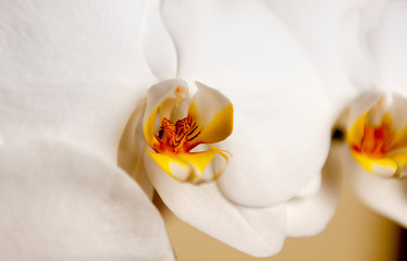Obraz na płótnie Canvas A beautiful pure orchid flower head