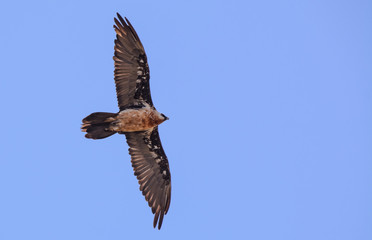 Quebrantahuesos portrait in Simien mountain