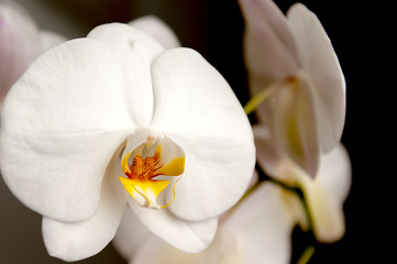 A beautiful pure orchid flower head