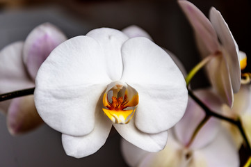 A beautiful pure orchid flower head