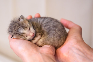 Newborn kitten sleeping.