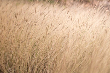 grassland background
