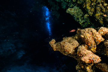 Obraz premium Coral reefs and water plants in the Red Sea, Eilat Israel