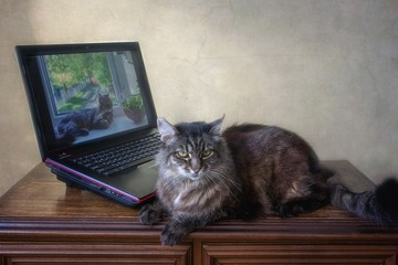 Old fluffy cat playing with a laptop