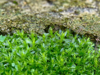 Moss close-up, Rio Ceballos, Cordoba, Argentina.