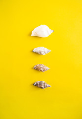 Vertical line of seashells on yellow background