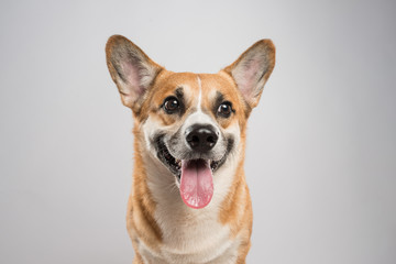 Funny corgi pembroke in studio in front of a white background