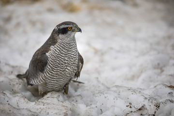 hawk