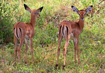 Wildlife of Africa