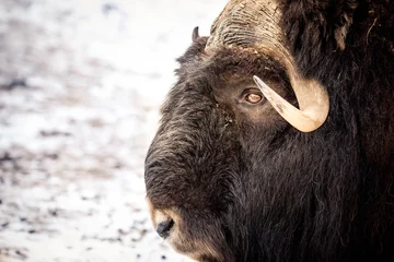 Foto op Plexiglas bizon © Александр Денисюк