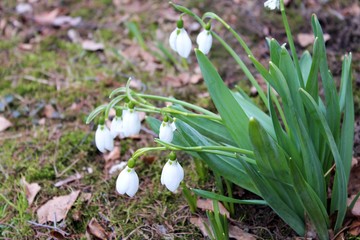 snowdrops 