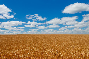 Field of ripe golden wheat