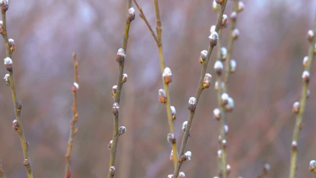 Pussy willow branches in early spring. Natural spring background.  Spring sun shining through beautiful white flowering tree bloom blossoms. Shallow DOF, close up. Slow motion. Closeup.