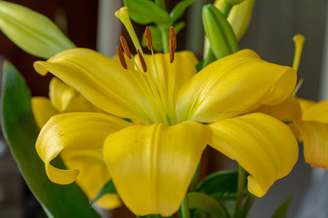 Close up of a vibrant yellow lily flower