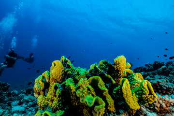 Obraz premium Coral reefs and water plants in the Red Sea, Eilat Israel