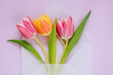 Open matte transparent envelope with multicolored tulips on violet background. Easter concept, flat lay, copy space.