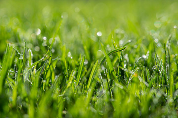 pflegeintensive Rasenfläche, Gräser mit Tautropfen befeuchtet,  glitzern im Sonnenlicht