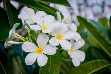 Obraz premium white frangipani flowers on a tree