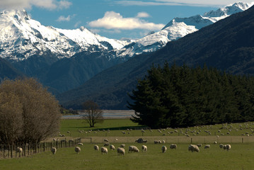 Fototapeta na wymiar Sheep Farm