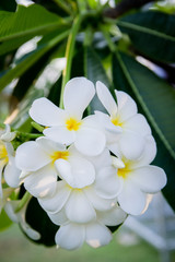 white frangipani flowers spring
