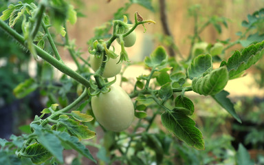Green tomatoes grown in pots in the backyard and morning light