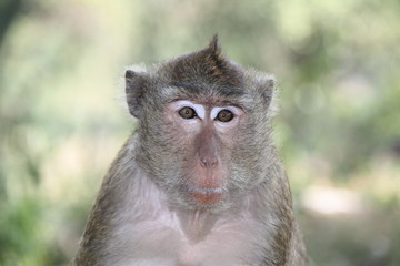 Macaque