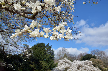Magnolienblüten