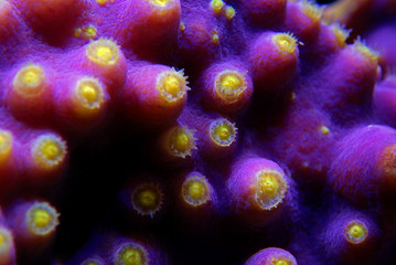 Underwater macro shot on yellow polyps from purple Turbinaria coral © Kolevski.V