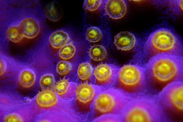 Underwater macro shot on yellow polyps from purple Turbinaria coral