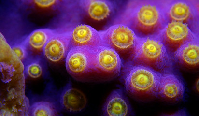 Underwater macro shot on yellow polyps from purple Turbinaria coral