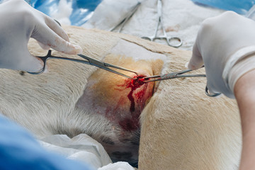 animal surgery ,veterinary sterilization operation on dog