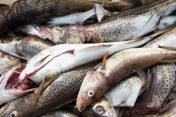Frisch gefangene Fische am Fischereihafen