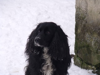 Russian Cocker Spaniel