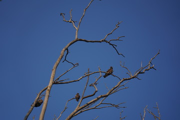 Bird sitting on a branch of a tree