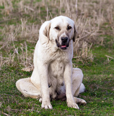 Portrait of a dog on the grass in spring