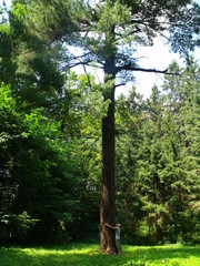 One of the largest pines in Ukraine