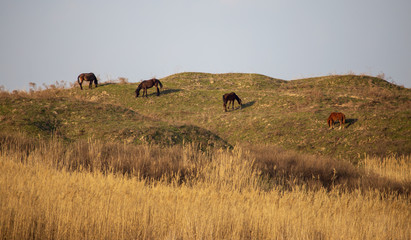 Horses graze in the hills in the spring