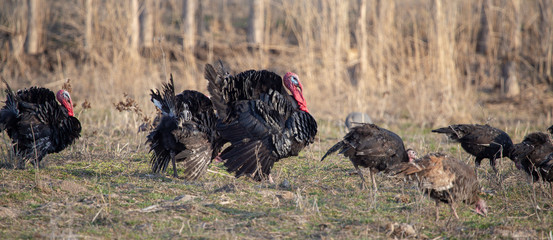Turkeys graze in the meadow in spring