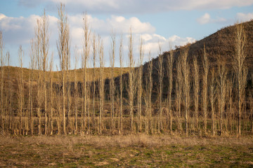 Obraz premium Poplar trees are bare in nature