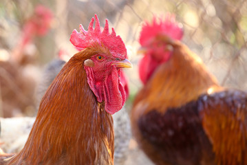 Portrait of two brown roosters