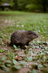 Groundhog in grass 