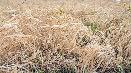 Long yellow stems and blades of grass