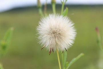 Free Dandelion