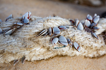 Muscheln auf See verputzt