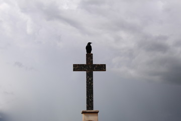 Lone crow