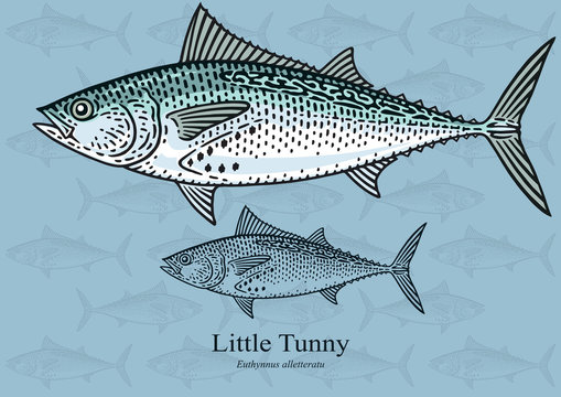 Little Tunny. Vector illustration with refined details and optimized stroke that allows the image to be used in small sizes (in packaging design, decoration, educational graphics, etc.)