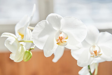 Obraz na płótnie Canvas White orchids on sun light, the green bud, a new flower, a butterfly, macro, Phalaenopsis, Doritis, Grafia, Kingidium, Kingiella, Lesliea, Synadena, Stauroglottis, Stauritis, Polystylus, Polychilos