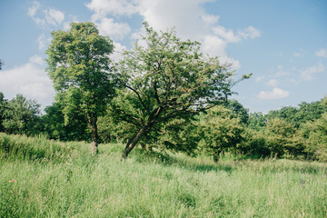 landscape of grass field and green environment public park use as natural background,backdrop