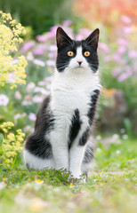 Cute black and white cat, European Shorthair, sitting attentively in a flowery garden 