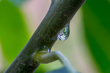 Single Drop